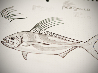 Roosterfish sketch fish pencil sketch
