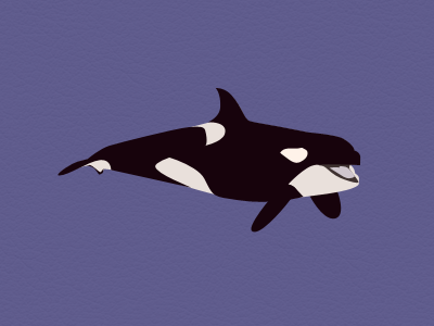 Killer Whale illustration whale
