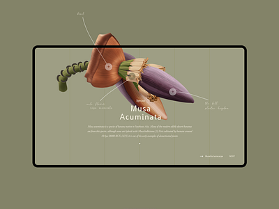 Musa Acuminata design illustration ui ui design ux ux design web