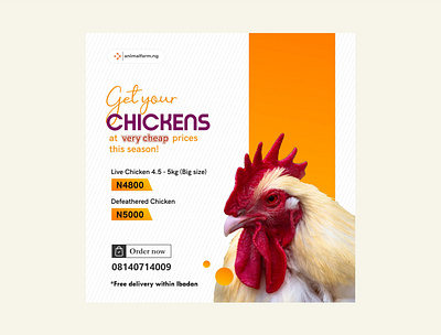 ANIMALFARM FLYER branding design flyer design identity illustration label design logo ui vector