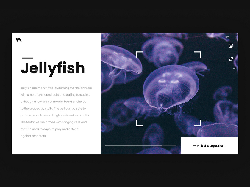 Jellyfish website by LiamDsgn on Dribbble