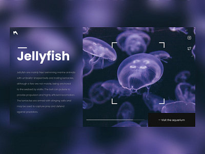 Jellyfish website night edition aquarium button button design clean design fish info jellyfish logo logodesign minimal opacity paragraph socal socialmedia typogaphy ui uiux ux violet