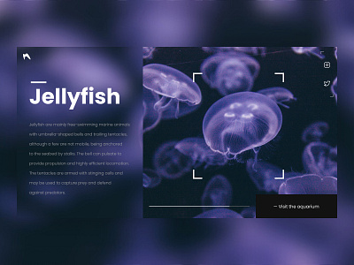 Jellyfish website night edition