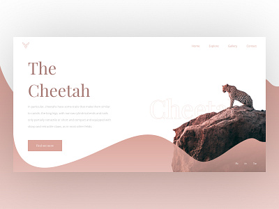 Cheetah website africa button button design canvas cheetah design logo menu minimal paragraph parallax png safari title typogaphy ui ui ux design ux vector webdesign