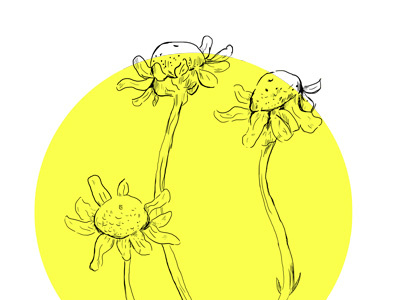 Chamomile Sketch chamomile flower illustration sketch specimen yellow