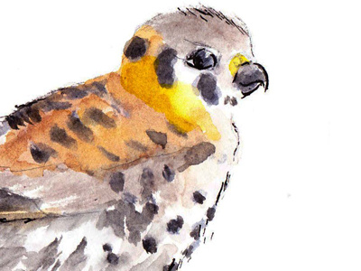 Kestrel bird illustration nature painting watercolor wildlife