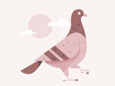 Pigeon