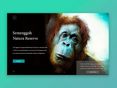 Semenggoh Natura Reserve borneo concept design layout malaysia nature orangutan semenggoh ui uidesign user interface ux webdesign website wildlife
