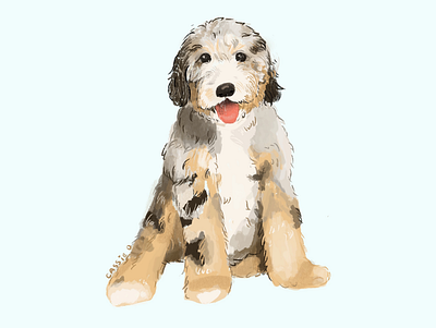 Bernedoodle dog illustration illustration procreate procreate app procreate art procreateapp