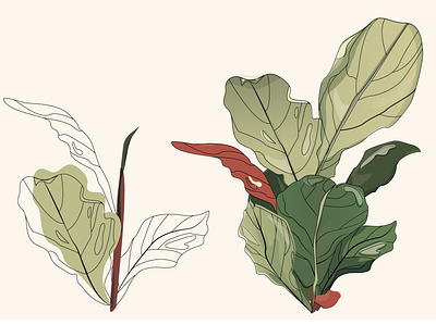 Ficus lyrata adobe illustrator flat illustration plant vector