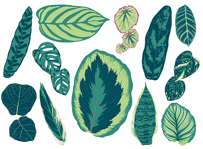 my home plants illustration plant