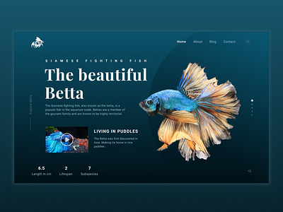 Betta Splendens fish ui ux web