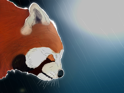 Red panda draw panda picture red