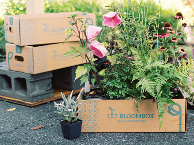 BloomBox Delivery Box gardening identity design packaging design pattern design