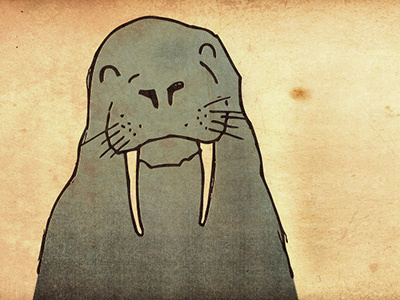 Snarky Walrus animal smug snarky walrus