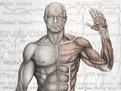 Male Human Anatomy