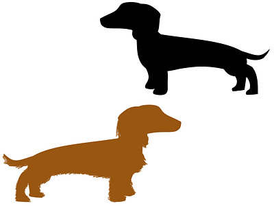 Two Dachshunds black brown dachshund dogs long hair puppy short hair weiner dog