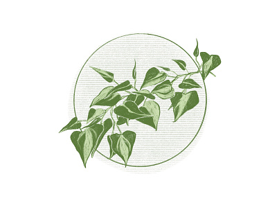 philodendron portrait digital illustration illustration monotone pencil drawing plant illustration plant portrait plants