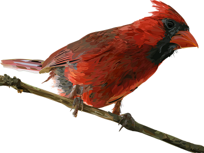 Cardinal adobe illustrator illustration vector