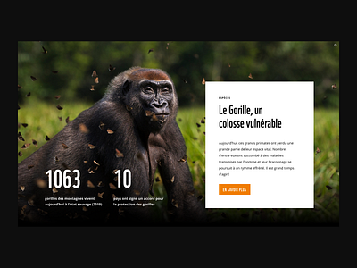 WWF Belgium — Website 001 act animal art direction design graphic design nature panda typography ui ux webdesign website wwf