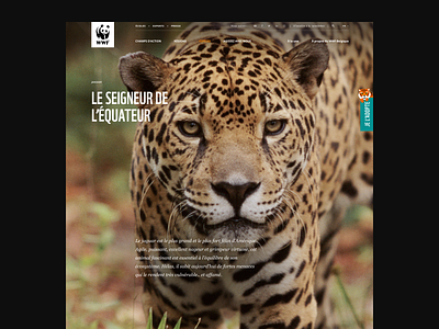 WWF Belgium — Website 002 act animal design nature panda ui ux webdesign website