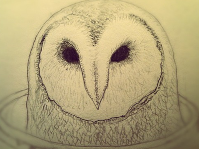 Barn owl barn owl sketch