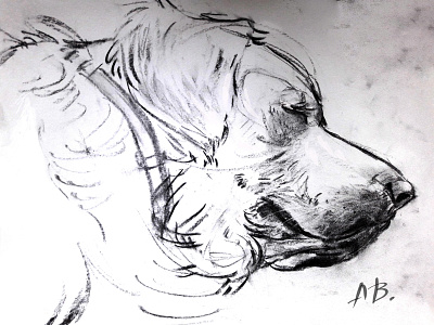 Golden retrieve illustration 2d charcoal dog art drawing