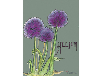 Allium Botanical Dribbble artnouveau botanical drawing illustration illustration art lineart watercolour