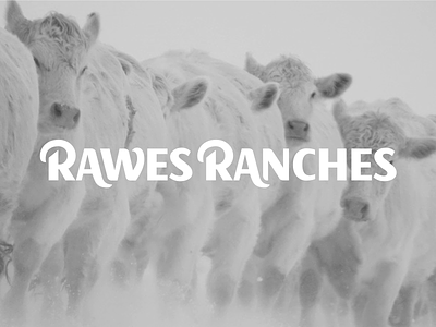Rawes Ranches Custom Type bulls cattle custom logo ranch type typography
