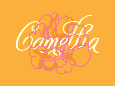 Camellia Study #2 contour flower flowers illustration line drawing orange script vector vector illustration vectors