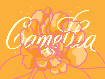 Camellia Study #3 drawing flower flowers illustration illustrator line drawing orange pink study vector vector illustration