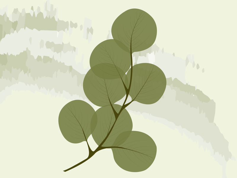 Leaf illustration nature vector ai illustration vector illustraion art adobe illustrator artist leaf
