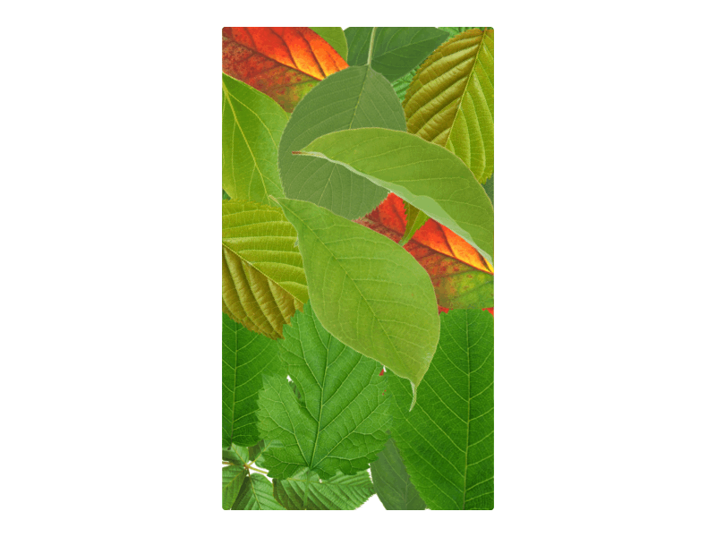 Botanical Garden App animation app design flat graphic design illustration illustrator ios minimal ui