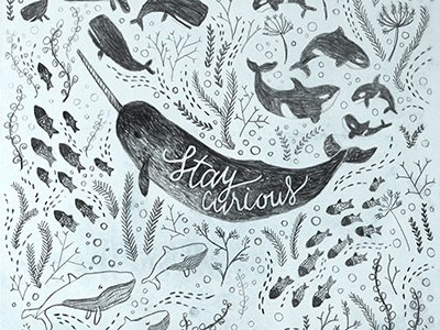 Stay Curious cursive doodle drawing hand lettering narwhal ocean pattern pencil sketch typography