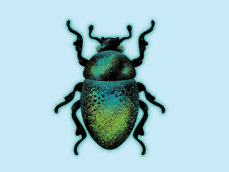 Beetle by whitney farrell on Dribbble