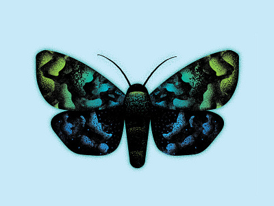 Vector Moth bug illustration insect midnight moth