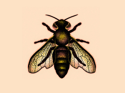 Honeybee bug illustration insect vector