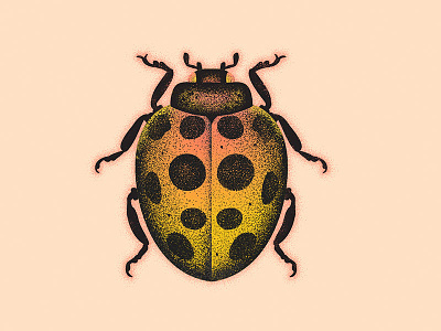 Ladybug bug illustration insect vector