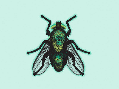 fly bug illustration insect vector
