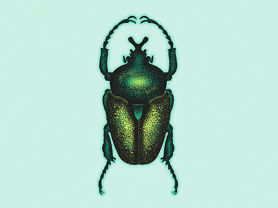 Beetle bug illustration insect vector