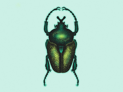 Beetle