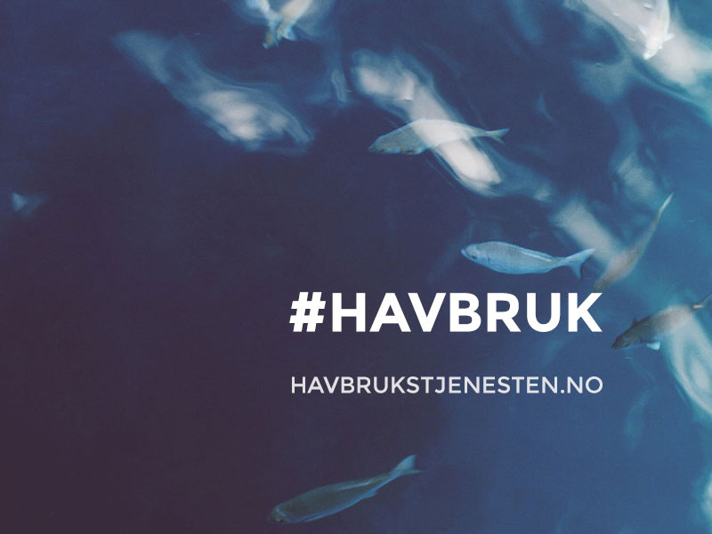 Havbrukstjenesten #havbruk havbruk design website