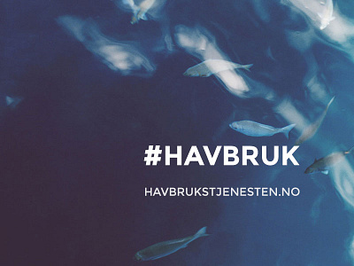 Havbrukstjenesten #havbruk