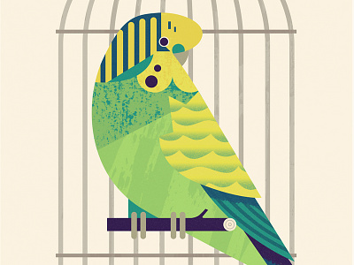 Budgie bird budgie cage