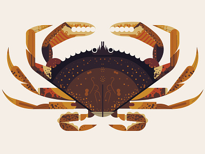 Dungeness Crab crab process