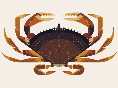 Dungeness Crab