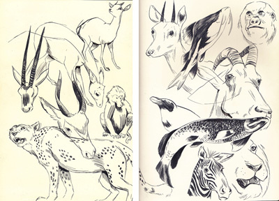 Sketches from my trip to San Francisco 3 academy animals ca fish francisco illustration san sketches