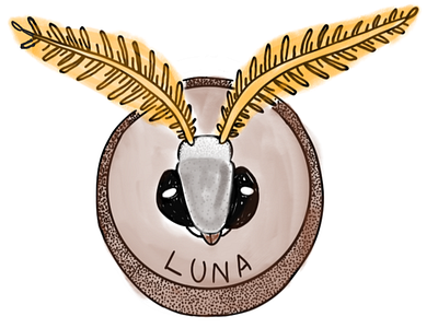 mounted Luna Moth head