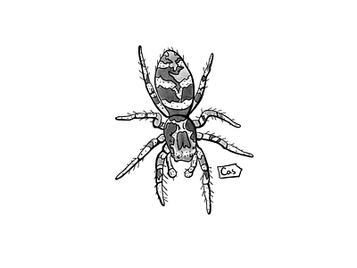 Zebra Spider 🕷 design digital digital art digital illustration illustration ipad pro procreate procreate art