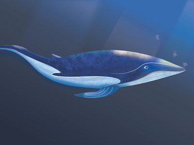 Whale affinity designer affinitydesigner illustration